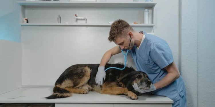 Cane dal veterinario (Fonte: Pexels)