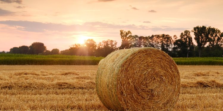 Fiero e campo agricolo