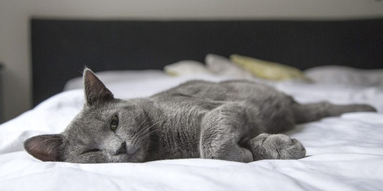 Gatto sul letto