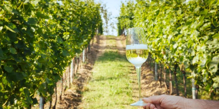 Il vino prodotto dalle vigna della Franciacorta (@inLombardia)